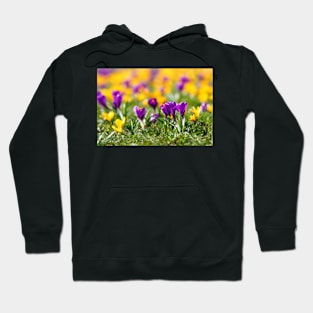 Meadow full of yellow and purple crocuses Hoodie